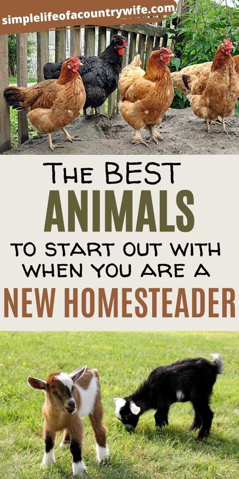 How To Profit From Homesteading, Animals For Homesteading, Making Money From Homestead, How To Start A Farm With No Money, How To Start A Farm, How To Start A Homestead, Starting A Homestead, How To Homestead, Profitable Homestead