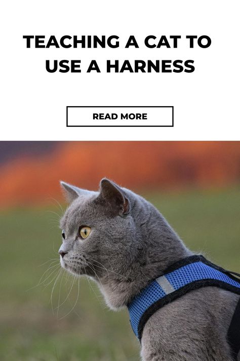 Uncover the art of training your cat to walk on a harness with our comprehensive, user-friendly tutorial. Find practical advice to make outdoor escapades a delightful experience for both you and your feline friend. A must-see guide for every cat parent! Train A Cat, Cat Parenting, Practical Advice, Cat Owners, Outdoor Adventure, Walk On, A Cat, Feline, Cute Cats