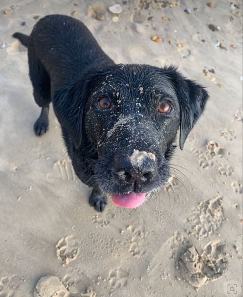 Dog Labrador, Dog Black, Dog Beach, Black Lab, Beach Babe, Cute Dog, A Black, Labrador, Lab