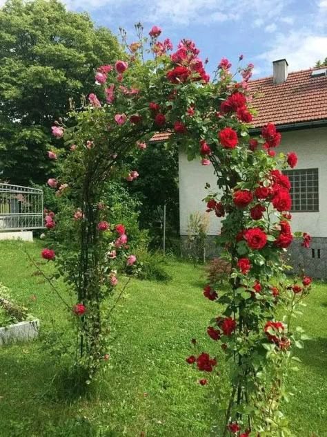 Roses Arch Garden, Resurrection Garden, Garden Gate Design, Succulent Landscape Design, Rose Garden Design, Sustainable Flowers, Garden Pond Design, Casa Country, Cottage Garden Design