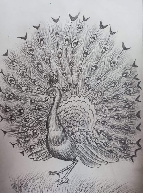 Drawing A Peacock, Peacock Sketch Pencil, Merak Art, Peacock Drawing Pencil, Sketch Of Peacock, Peacock Drawing With Colour, Peacock Sketch, Elephant Sketch, Peacock Drawing