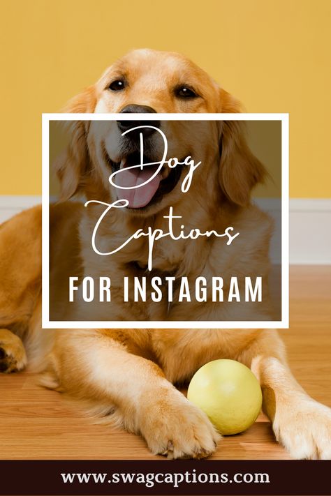 Golden Retriever Quotes Love, Insta Caption For Pic With Dog, Insta Caption For Dogs, Dog Smile Quotes, Puppy Sayings Cute, Paw Captions, Dog Kisses Quotes, Zoomies Dog Quote, Captions For Puppy Pictures