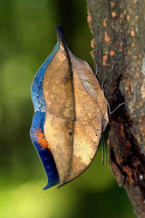 Kallima inachus, the orange oakleaf, Indian oakleaf or dead leaf, is a nymphalid butterfly found in Tropical Asia from India to Japan. Kallima Inachus, Leaf Butterfly, Cool Insects, Moth Caterpillar, Flying Flowers, Hawk Moth, Beautiful Bugs, Creepy Crawlies, Airbrush Art