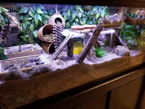 20191124_071352 Hermit Crab Habitat Ideas, Hermit Crab Enclosure, Crab Enclosure, Hermit Crab Tank Ideas, Crab Tank Ideas, Crabitat Ideas, Hermit Crab Cage, Hermit Crab Homes, Hermit Crab Care