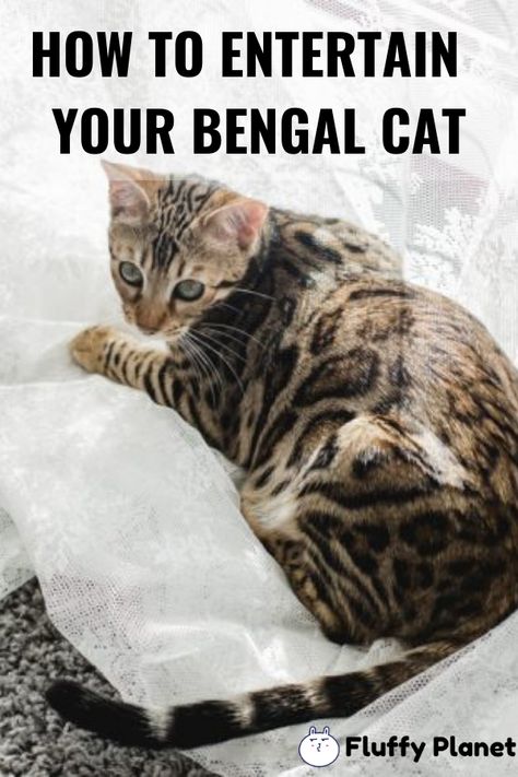 Bengal Cat Colors, Snow Bengal Cat, Bengal Mix Cats, Charcoal Bengal, Bengal Cat Toys, Bengal Cat Aesthetic, Bengal Cat Charcoal, Bengal Cat Personality, Bengal Cat Marbled