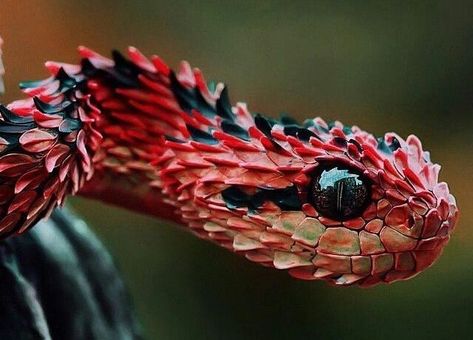 22 Pics of the Coolest Poisonous Snake in the World - the African Bush Viper - Wow Gallery African Bush Viper, Bizarre Animals, Regard Animal, Poisonous Snakes, Cool Snakes, Pretty Snakes, Snake Venom, Cute Reptiles, Cute Snake