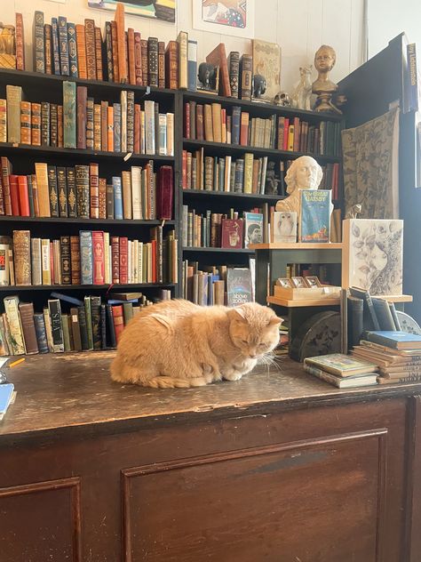 Cat Bookstore Aesthetic, Cat And Books Aesthetic, Vintage Book Store Aesthetic, Cat In Library, Fantasy Bookstore, Vintage Book Shop, Cat Bookstore, Aesthetic Book Store, Old Book Store