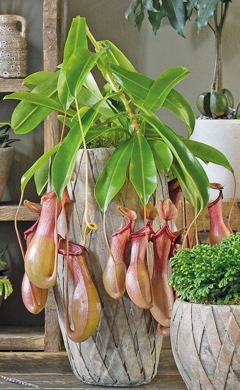 Sensitive Plant, Growing Greens, Pitcher Plant, Money Trees, Plant Identification, Tropical Climate, Plant Cuttings, Carnivorous Plants, House Plants Indoor