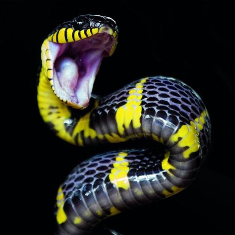 yellow and black angry snake Snake Photos, Pretty Snakes, Snake Wallpaper, Cute Reptiles, Cute Snake, Reptile Snakes, Snake Art, Beautiful Snakes, Reptiles And Amphibians