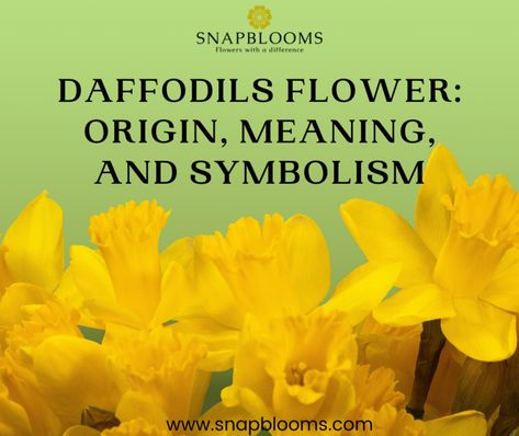 Daffodils Flower Origin, Meaning, and Symbolism Daffodil Flower Meaning, Daffodil Symbolism, Daffodil Quotes, Daffodil Meaning, Yellow Meaning, Daffodils Poem, Daffodil Pattern, Rose Color Meanings, Daffodil Bouquet