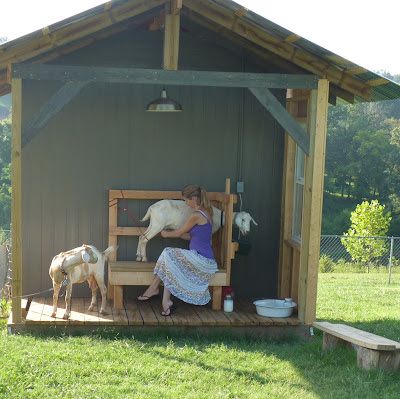 Milking Station Goats, Goat Milking Station, Goat Milk Stand, Goat House Ideas, Goat Stand, Milking Goats, Goat Milking Stand, Milk Goats, Goat Playground