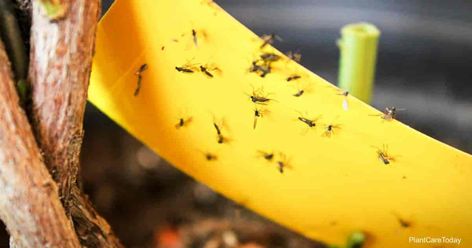 How To Get Rid of Flies in Potted Plants | PlantCareToday.com Killing Wasps, Gnats In House, Gnats In House Plants, In House Plants, How To Get Rid Of Gnats, Gnat Traps, Fungus Gnats, Get Rid Of Flies, Black Fly