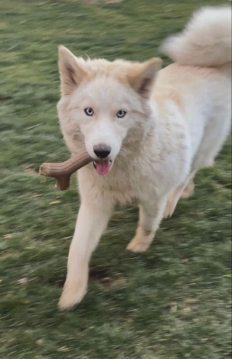 White Husky Aesthetic, Blonde Husky, White And Brown Dog, Albino Dog, Golden Husky, White Husky Puppy, White Husky Dog, Husky White, Honey Aesthetic