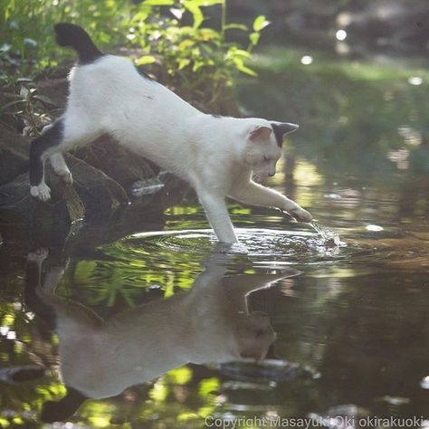 SpottedBob is hunting a codfish! Cats In Nature, Cat Poses, Cat Beautiful, Cat Water Bowl, Cat Wall Shelves, Cat Anatomy, 10 Interesting Facts, Warrior Cat Oc, Cat Reference