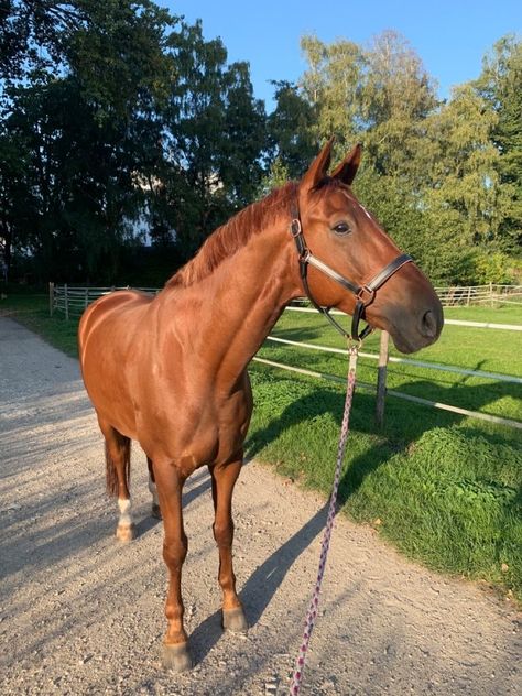 Chestnut Horse Aesthetic, Chestnut Horse Jumping, Horses Chestnut, Chestnut Horses, Horse Standing, Horsey Life, Funny Horse Pictures, Beautiful Horses Photography, Cute Horse Pictures