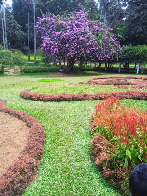 Peradeniya Botanical Gardens Sri Lanka Peradeniya Botanical Garden, Botanical Garden, Food Store, Kolkata, Botanical Gardens, Stepping Stones, Sri Lanka, Outdoor Decor, Quick Saves