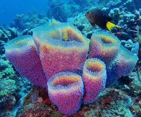 LegaSea Ecology on Instagram: "#marinemonday Sponges are aquatic, sessile (stationary) organisms that have been around for over 600 million years! Sponges are critical for maintaining healthy reef ecosystems; they filter water, collect bacteria and process carbon, nitrogen and phosphorous on oligotrophic (nutrient poor) reefs! Let’s give sponges a round of applause! 👏 Image description: A juvenile Yellowtail Damselfish (Microspathodon chrysurus) visits a beautiful Azure Vase Sponge (Cally Phylum Porifera, Under Water Creatures, Sea Corals, Fish Board, Creepy Animals, Paper Art Design, Reef Fish, Sea Sponge, Sea Slugs