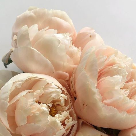 BJM Studio Specialty Flowers on Instagram: "Pastel Elegance or Pastelegance is the queen of Peonies. Please see my stories for an up close view. #peony #peonies #pastelelegance #pastelelegancepeony #pastelelegancepeonies #peachpeony #peachpeonies #flower #flowers" Pastel Elegance Peony, Light Pink Peony, Blush Peony, Yellow Peonies, Peach Peonies, Flower Identification, Cut Flower Garden, Favorite Flower, 2024 Wedding