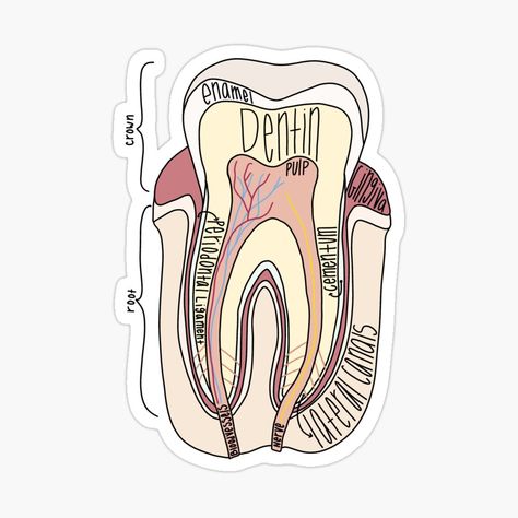 Tooth Anatomy, Anatomy Design, Dental Wallpaper, Teeth Anatomy, Doctor Stickers, Teeth Dentist, Teeth Art, Dental Hygiene School, Dentistry Student