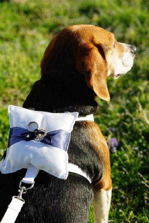 Dog Wedding Outfits, Wedding Dogs, Ring Bearer Dog, Dog Ring, Wedding Pets, Pet Dress, Ring Pillow, Dog Ideas, Dog Wedding