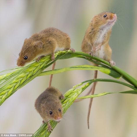 Harvest Mice, Field Mice, Crop Field, Harvest Mouse, Shoes For Wedding, Mouse Pictures, For Wedding Dresses, Pet Mice, British Wildlife