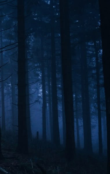 Maddy Core, Blue Hour Aesthetic, Object Of Desire, Dark Naturalism, Blue Aesthetic Dark, Dark Blue Wallpaper, Foggy Forest, Night Forest, Night Landscape