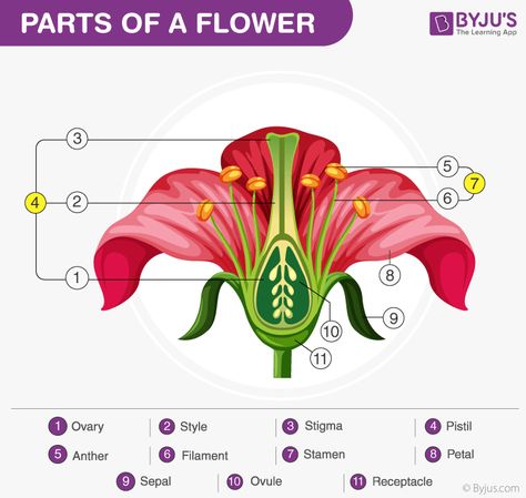 Parts Of A Flower Diagram Of A Flower, Speech Topics For Kids, Corolla Flower, Science Diagram, Flower Anatomy, Prokaryotic Cell, Plant Activities, Biology Classroom, Flower Stamen