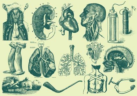 Green Anatomy And Health Care Illustrations Medical Posters, Medical Wallpaper, Medical Art, Hotel Cafe, Iron Wall Art, Anatomy Art, Free Vector Art, Green Aesthetic, Art Supplies Drawing