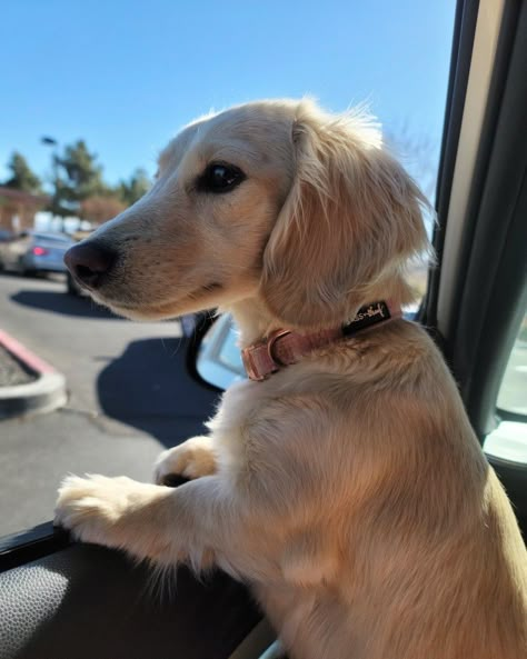 Miniature Dash Hound, English Cream Miniature Dachshund, Golden Retriever Mixed With Dachshund, Dachshund Collar, Blonde Daushund, Cream Mini Daschund, Golden Dashhound, Cream Dashound, English Creme Dachshund