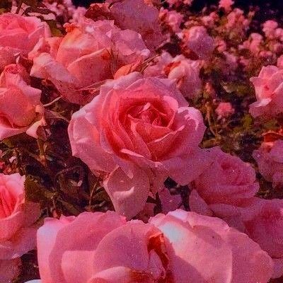 Pinky Red Aesthetic, Redish Pink Aesthetic, Pinkish Red Aesthetic, Pinkish Red, Aesthetic Colors, Red Aesthetic, Pink Aesthetic, Collage, Plants