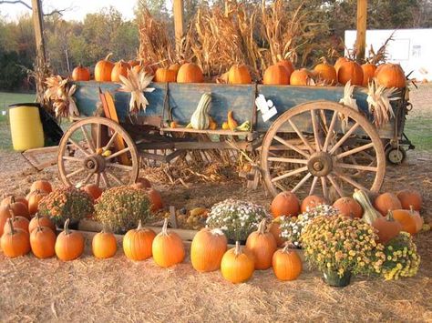 Wagon of pumpkins! Fall Wagon Decor, Pumpkin Wagon, Barrel Train, Pig Races, Pumpkin Field, Garden Wagon, Vintage Pumpkin, Rustic Pumpkin, Farm Tour