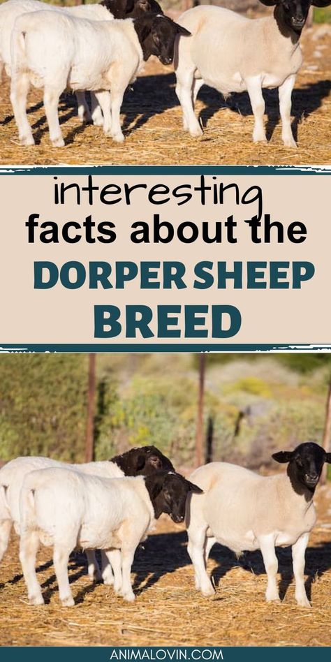 Facts About Sheep, Dorper Sheep, Sheep Breeds, Sheep And Lamb, Unique Characteristics, Animal Facts, Hobby Farms, Pros And Cons, Farm Animals