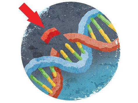 Big Idea: CRISPR Remakes The World | Popular Science - The gene-editing technique called CRISPR has the much-hyped potential to revolutionize medicine, deliver designer babies, and end global hunger. Developed from a mechanism found in bacteria, CRISPR allows scientists to cut-and-paste DNA with unprecedented precision. Dna Facts, Gene Editing, Human Embryo, Genetic Diseases, Popular Science, Red Blood Cells, Blood Cells, The Journal, Stem Cells