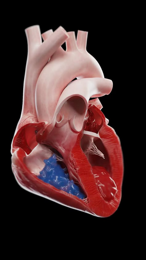 Visual Guide to Blood Flow Through the Heart. This diagram shows how deoxygenated and oxygenated blood moves through the heart's chambers and valves. A useful educational tool for teachers, students, and anyone interested in human physiology. #HeartDiagram #EducationalContent #SciePro Heart Blood Flow, Anatomy Of The Knee, Human Heart Anatomy, Anatomy Science, Science Anatomy, Basic Anatomy, Medical Animation, Basic Anatomy And Physiology, Heart Anatomy