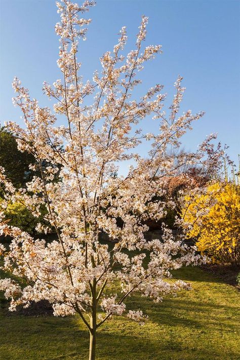 Amelanchier Trees for Sale UK - Small Ornamental Flowering Trees Small Garden Trees Uk, Ornamental Trees Landscaping, Small Garden Uk, Garden Shrubs Evergreen, Small Ornamental Trees, Yard Landscape Ideas, Compact Garden, Small Trees For Garden, Landscape Backyard