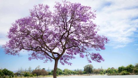 How to Plant, Grow, and Care for Jacaranda Tree Easily | Planet Natural Jacaranda Mimosifolia, African Tree, Arizona Gardening, Jacaranda Tree, Overwintering, Tree Tree, Landscape Inspiration, Master Gardener, Shade Trees