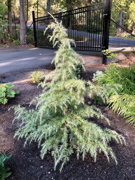 Plant database entry for Deodar Cedar (Cedrus deodara 'Cream Puff') with 3 images and 8 data details. Deodar Cedar, Cedrus Deodara, Lots Of Plants, Cedar Tree, Conifer Trees, Cream Puff, Cedar Trees, 4 Images, Front House Landscaping