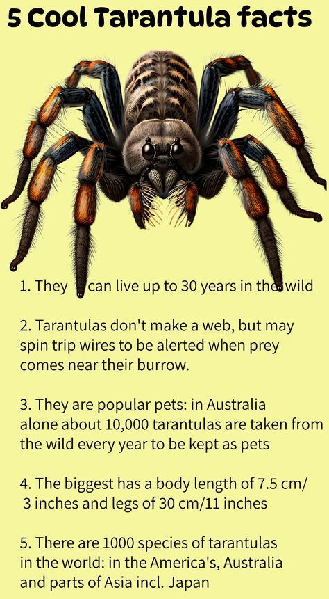 You can see an artwork of a big hairy spider (a type of tarantula) with underneath it a text that states 5 cool facts about tarantulas, for example that they don't make a web, but they do spin trip wires to alert them to prey coming near their burrow. Big Tarantula, Tarantula Wallpaper, Beautiful Tarantula, Tarantula Aesthetic, Spider Facts For Kids, Cute Tarantula, Spider Artwork, Spider Facts, Spider Fact