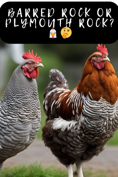 Choosing Between Barred Rock And Plymouth Rock Chickens? 🐓✨ Click To Dive Into The Differences And Decide Which Breed Is The Best Fit For Your Flock! #ChickenBreeds #BarredRock #PlymouthRock #BackyardChickens #PoultryFacts #HomesteadChickens #ChickenKeeping #PoultryBreed #Chickens101 #FarmLife #HenHouse #EggLayers #RaisingChickens #CountryLiving #ChickenCare #SustainableFarming #RuralLife #FlockManagement Barred Rock Rooster, Barred Plymouth Rock Chickens, Barred Rock Chickens, Plymouth Rock Chicken, Poultry Breeds, Barred Rock, Buff Orpington, Rhode Island Red, Plymouth Rock