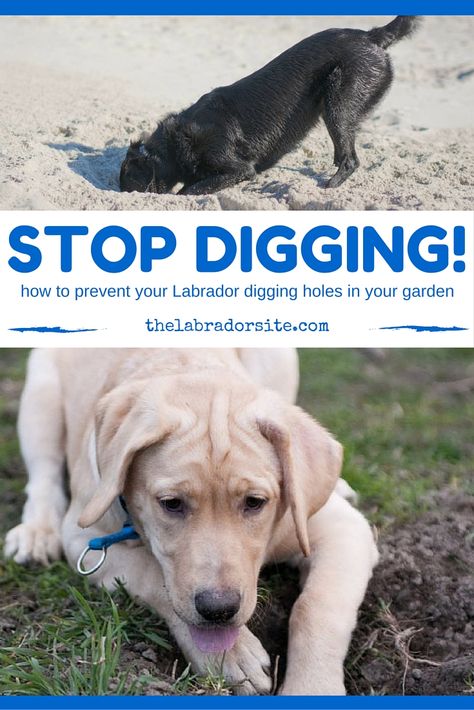 Stop Dog From Digging Holes In Yard, Stop Dog Digging Under Fence, Keep Dogs From Digging, Dogs Digging Holes, Stop Dogs From Digging, Dog Pee Smell, Dog Digging, Digging Dogs, Dog Bad