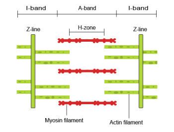 Sliding filament theory of muscle contraction Sliding Filament Theory Model, Sliding Filament Theory, Flow Charts, Mcat Study, Exercise Science, Muscular System, Brand Ideas, Muscle Contraction, Skeletal Muscle