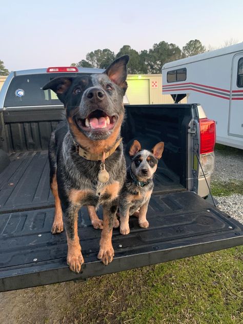 Ranch Dogs, Country Dogs, Blue Heeler Puppy, Aussie Cattle Dog, Heeler Dogs, Austrailian Cattle Dog, Blue Heeler Puppies, Heeler Puppies, Blue Heelers