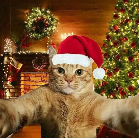 Cat Christmas Meme, New Year Profile Picture, Merry Christmas Meme, Avatar Animals, Funny Christmas Pictures, Christmas Memes, A Happy New Year, Cat Icon, Christmas Icons