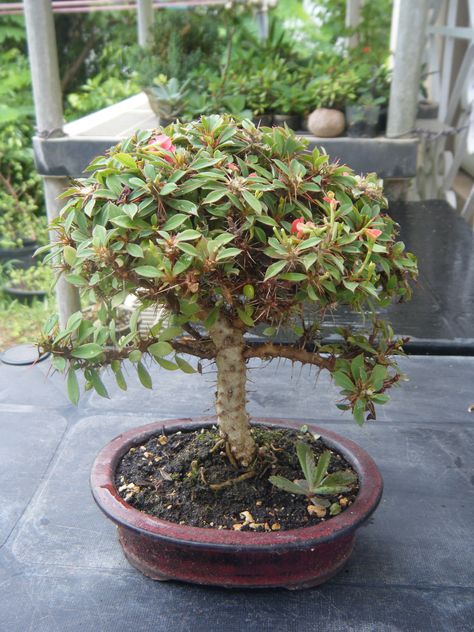 Crown of Thorns Bonsai Tree Types, Indoor Bonsai Tree, Succulent Bonsai, Succulent Garden Design, Mini Bonsai, Indoor Bonsai, Rose Varieties, Crassula Ovata, Jade Plants