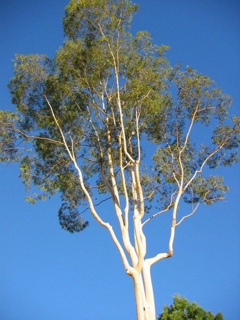 Eucalyptus Tree Information: How To Care For A Eucalyptus Tree Desert Gardens, Eucalyptus Trees, Tree Species, Eucalyptus Tree, Australian Garden, Outback Australia, Fast Growing Trees, Tree Houses, Eucalyptus Oil