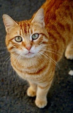 Image Chat, Orange Tabby Cats, Most Beautiful Cat Breeds, Orange Cats, Orange Tabby, Sphynx Cat, Cat Aesthetic, Sphynx, Cat Care