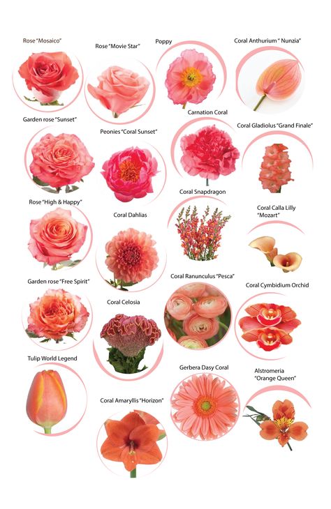 Coral flowers with names for 2019 color of the year Elegant Fall Wedding Ideas, Flower Proposal, Coral Bells Plant, Floral Recipes, Plants For Planters, Wedding Flower Types, Coral Wedding Flowers, Flower Types, Wedding Color Pallet