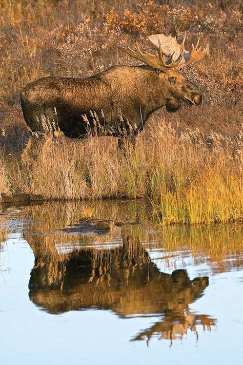 5 Killer Big-Game Trips for Hunters on a Budget | Outdoor Life Moose Pictures, Moose Hunting, Moose Deer, North American Wildlife, Bull Moose, Moose Antlers, Big Game Hunting, Image Nature, Majestic Animals