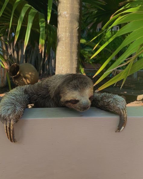 Aesthetic Sloth Pictures, Tropical Animals Aesthetic, Jungle Animals Aesthetic, Wild Animal Aesthetic, Sloths Aesthetic, Sloth Aesthetic, Wildlife Aesthetic, Costa Rica Aesthetic, Cute Sloth Pictures