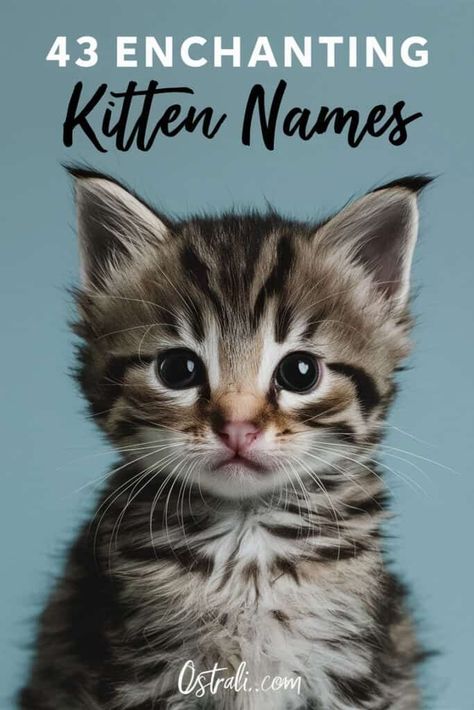 Cute Kitten Names Girl, Cute Names For Kittens, Gray Kitten Names, Gray Cat Names, Grey Kitten Names, Kitten Names Boy, Kittens Names, Cute Kitten Names, Kitten Names Unique